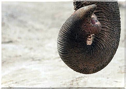 Elephant: highly developed sense of smell 