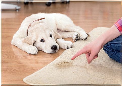 3 toilet mats for dogs