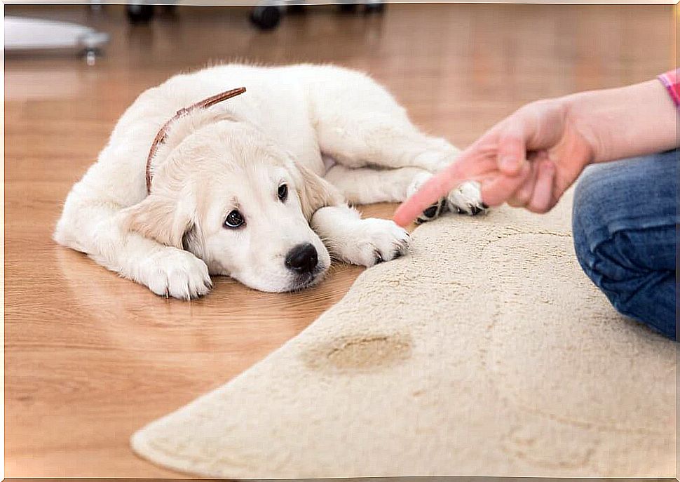 dog peed on the carpet