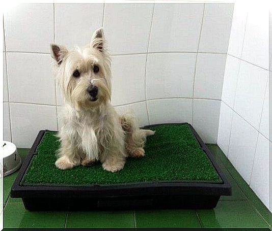 Hygienic mat that imitates grass