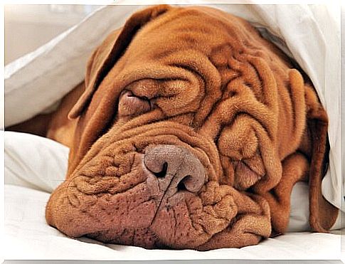 care of dogs with wrinkles