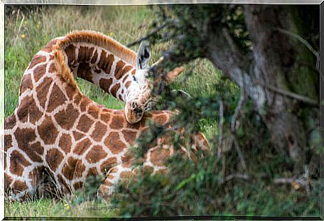 Giraffes: One of the Little Sleeping Animals