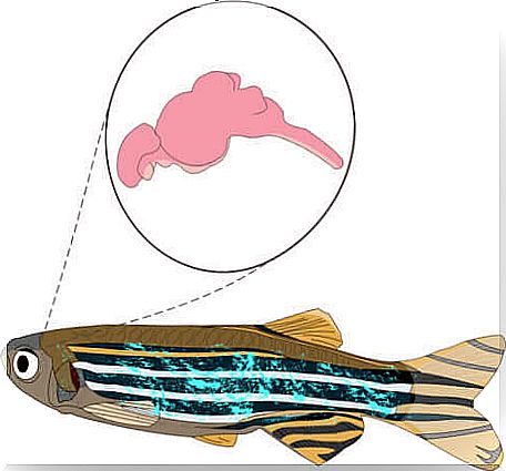 Zebrafish: one of the animals that sleep little