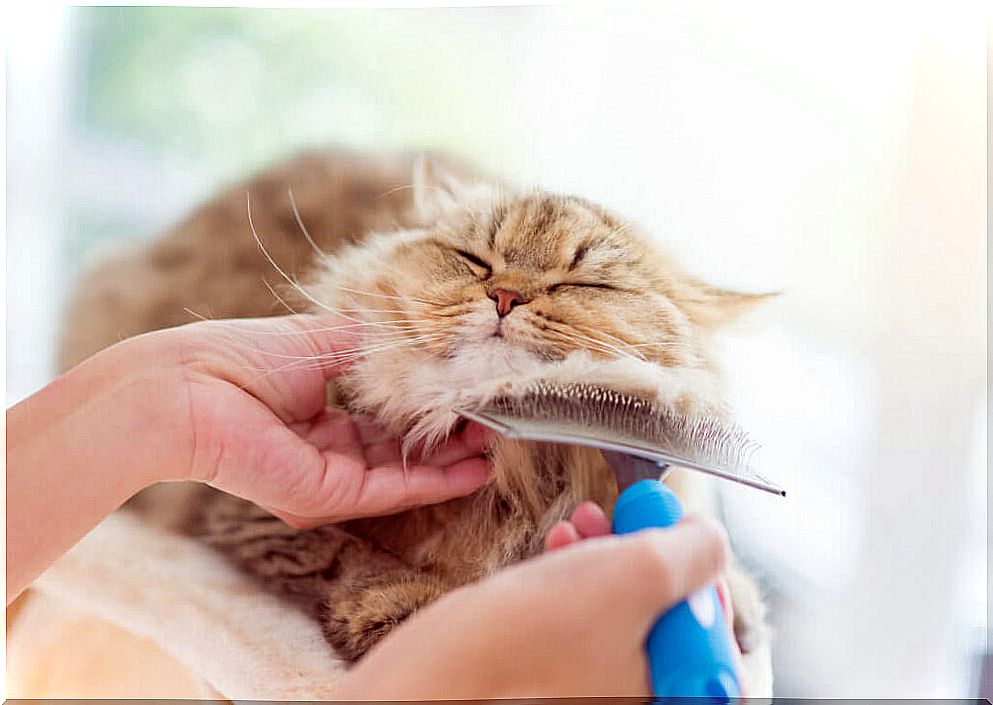 4 tips for caring for cats' skin