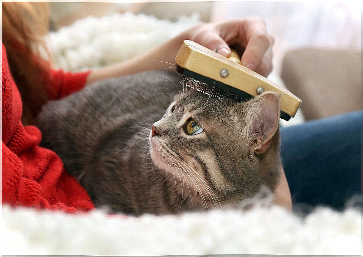 Brushing for cat skin care.