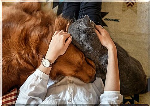 4 ways to show love to a pet