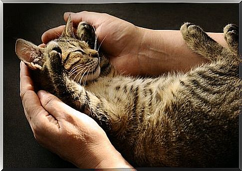 Cat snuggled in a person's hands