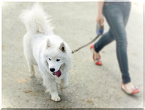 walking dogs-1