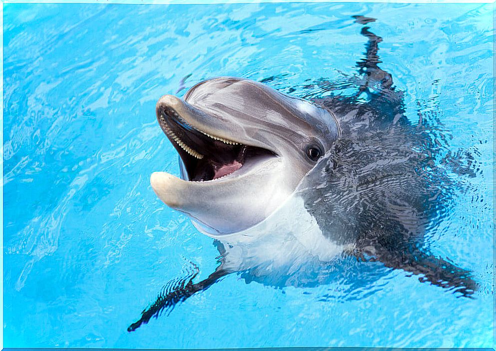 5 dolphin curiosities