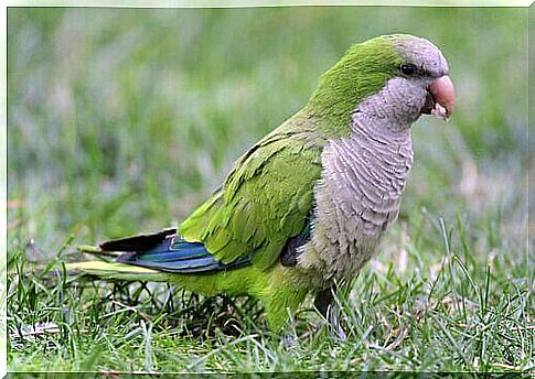 Argentinian cockatiel