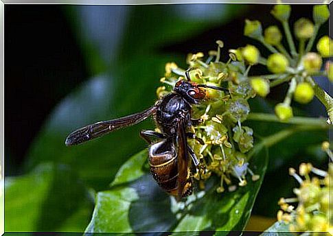 Asian Wasp