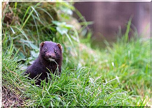 american mink