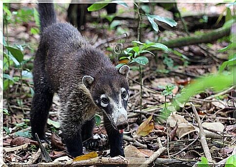 white-nosed coati