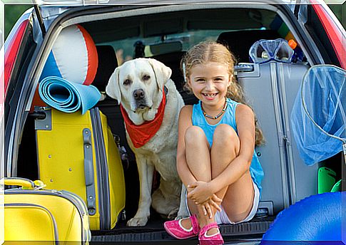 dog travels by car