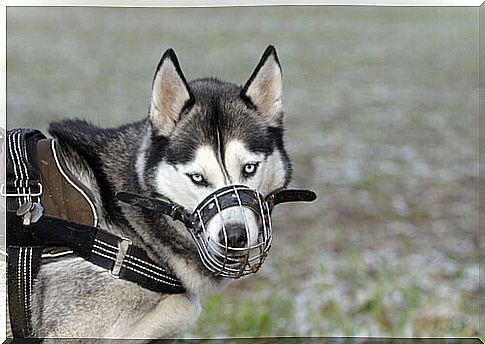 muzzled dog