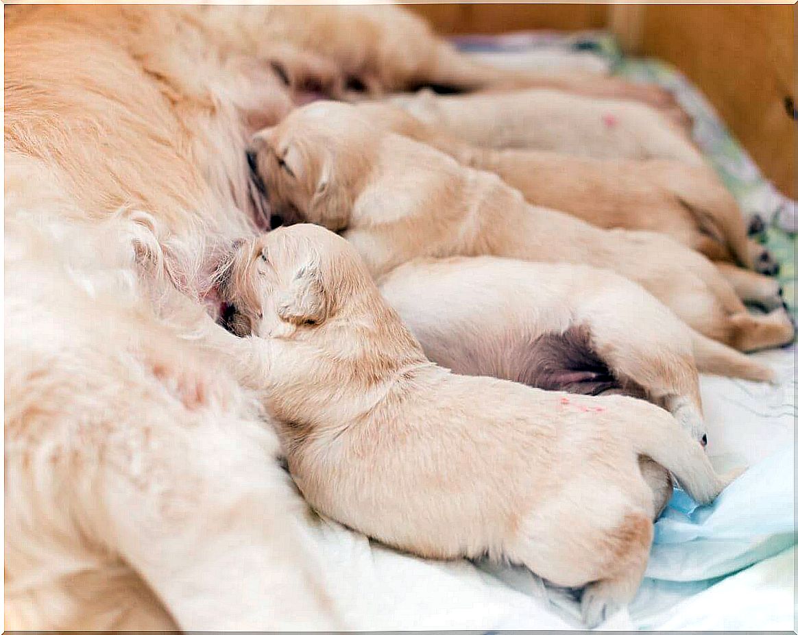 Golden retriever puppies being breastfed.