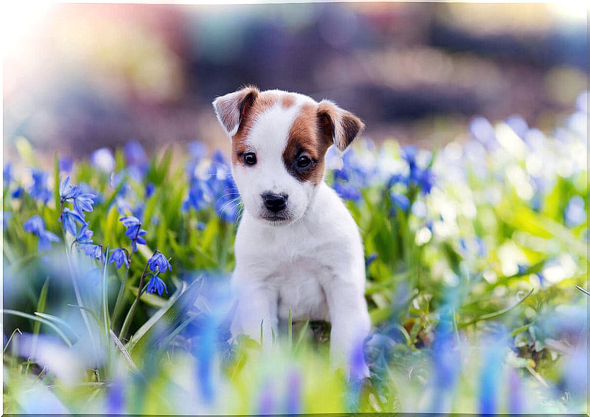 A puppy in a field of flowers.