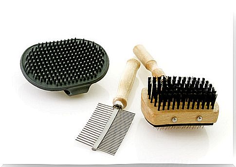 dog brushes