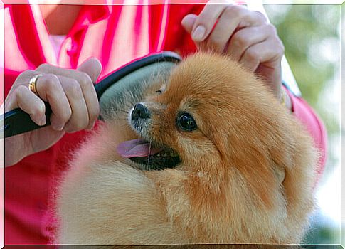 brushing dog