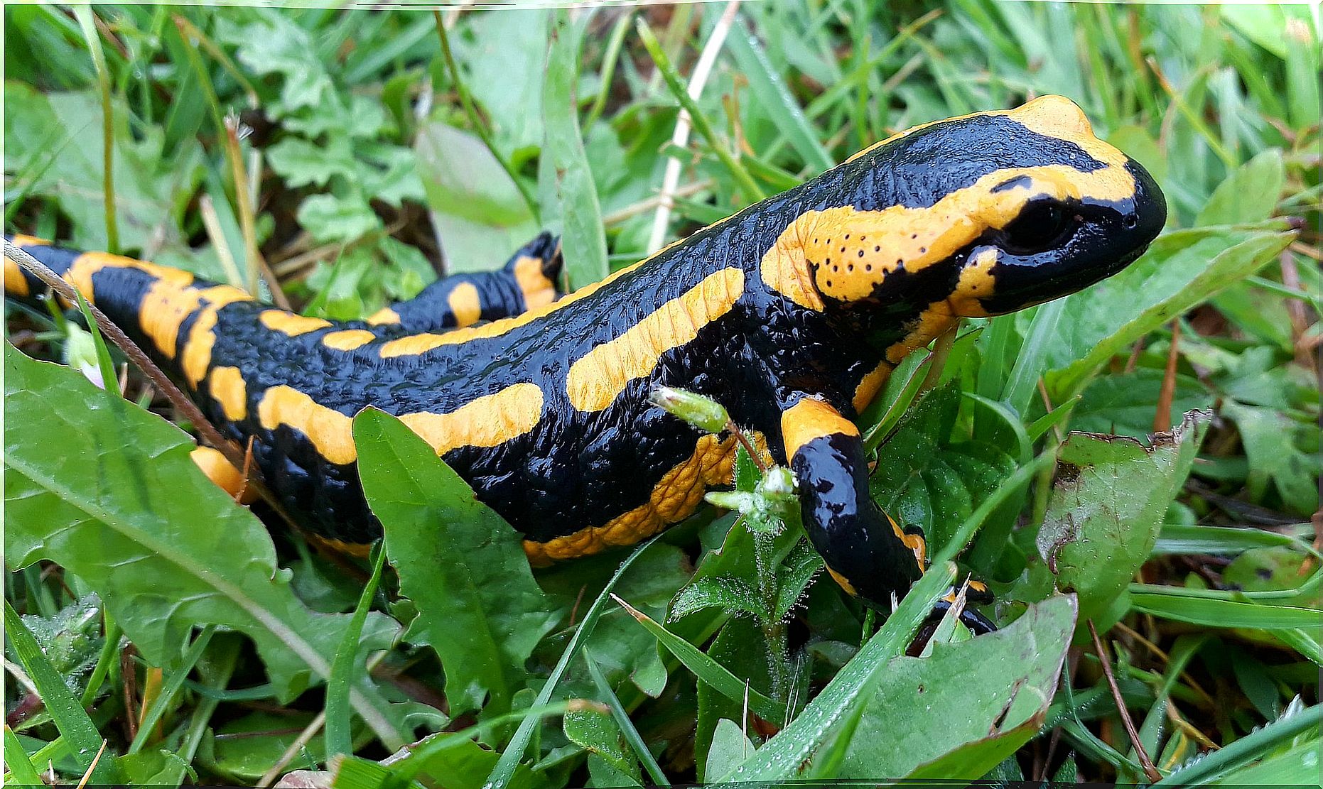 6 species of salamanders from the Iberian Peninsula