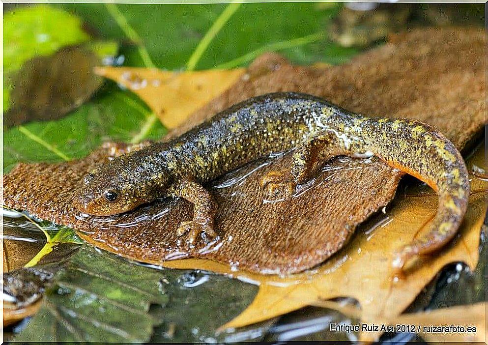 Montseny Triton