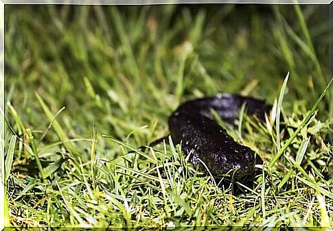 Salamandra de costelas salientes