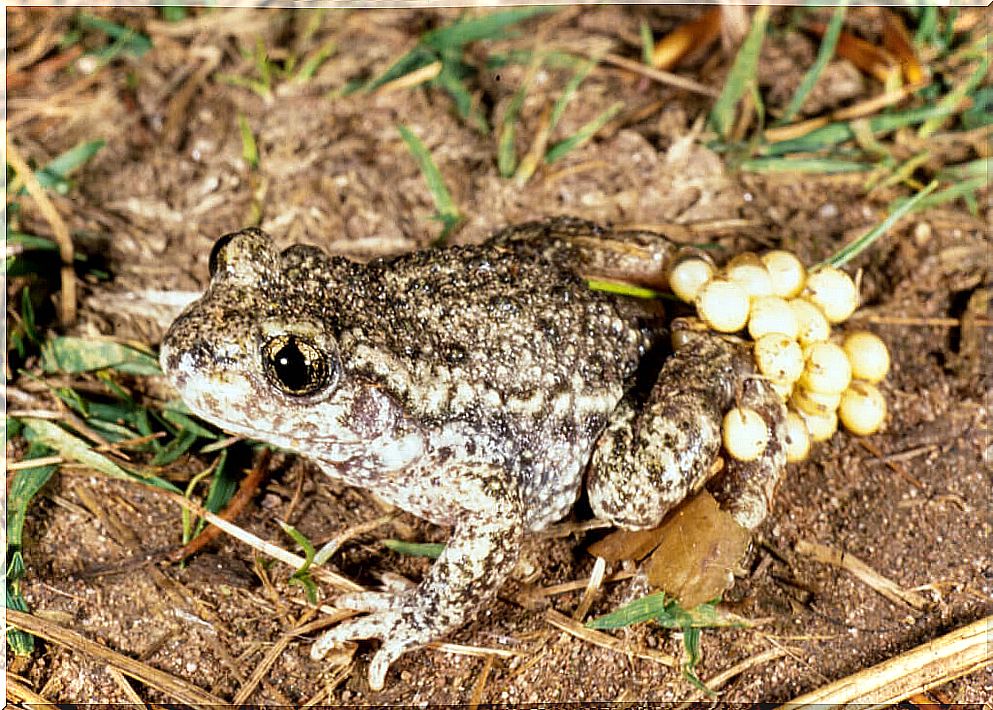 7 strange species of frogs and toads