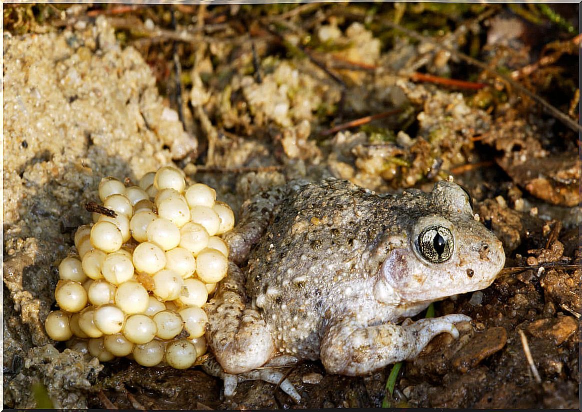 Example of the diversity between toads and frogs.