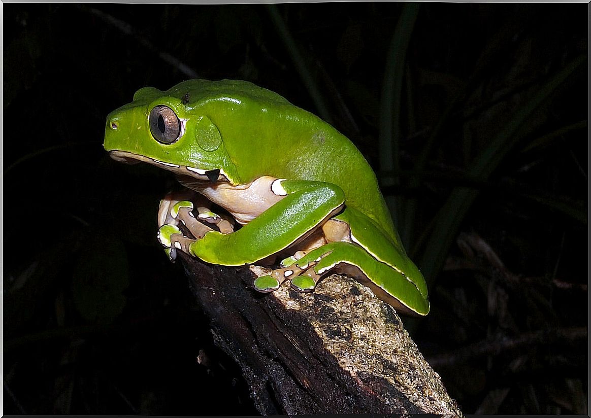 One of the monkey frogs.