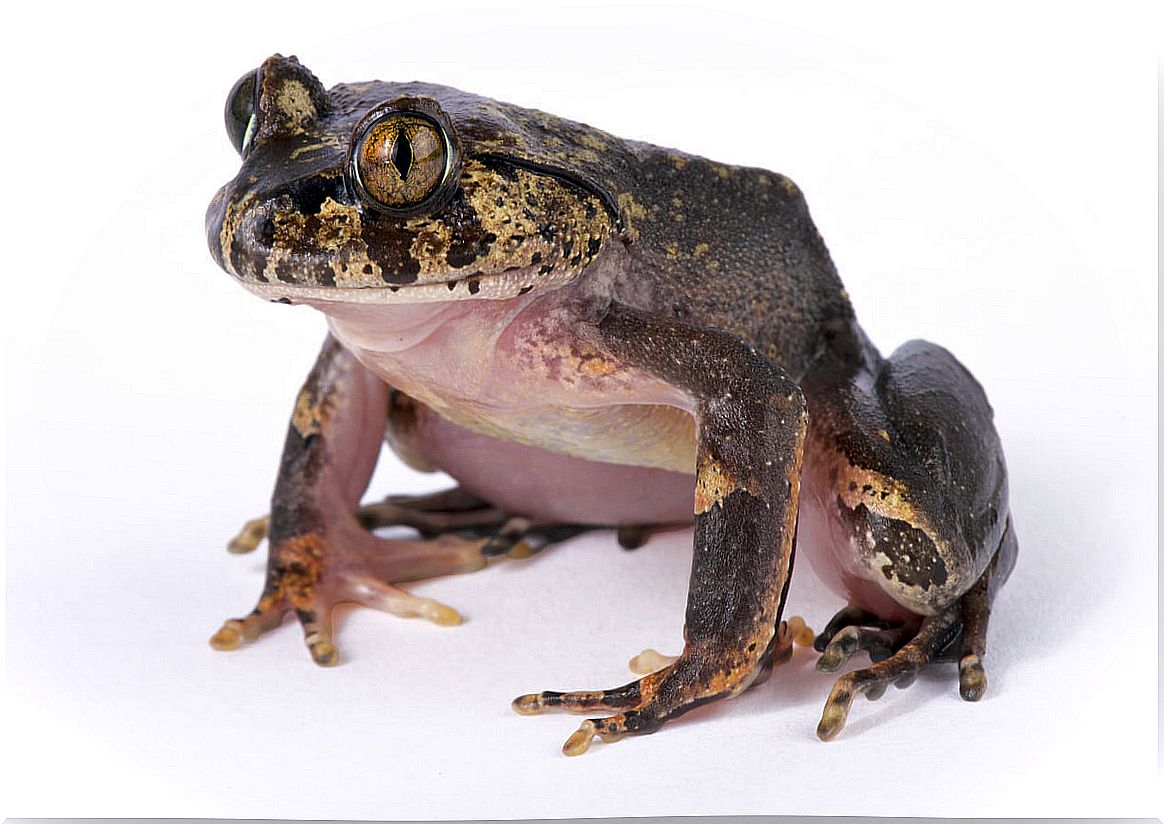 Toads and frogs can be very diverse.