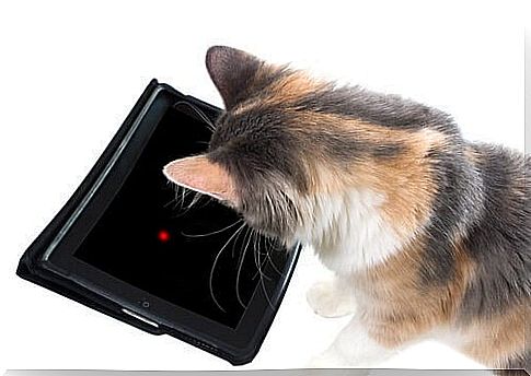 7 tablet game options for cats