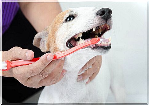 7 tips on how to take care of canine dental arch