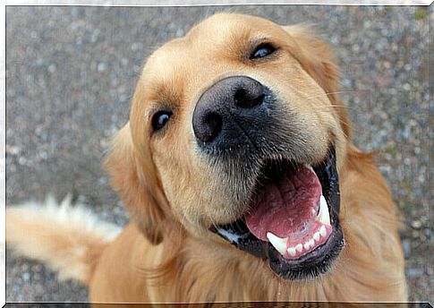 How to take care of dog teeth