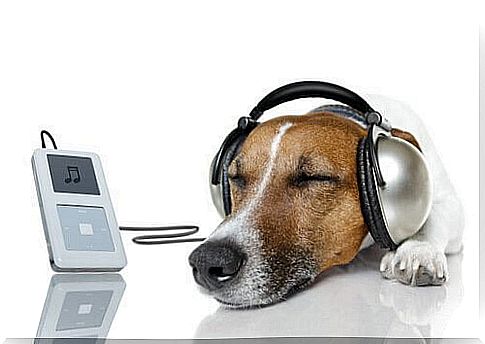 dogs and music