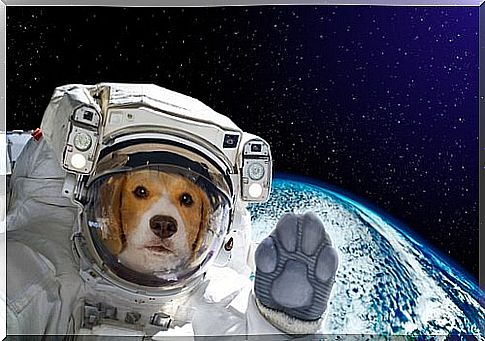 Laika the astronaut bitch