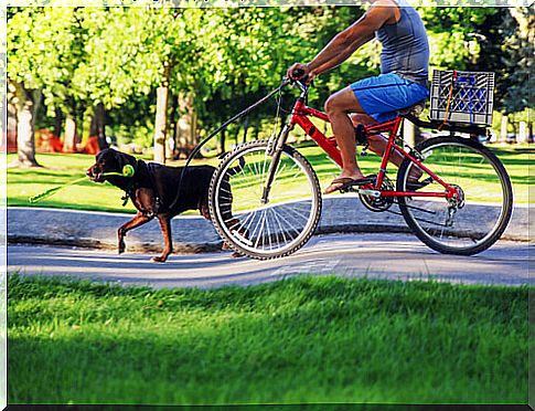 Owner taking a bike ride with the dog