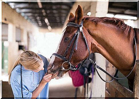 Veterinarian examining a horse