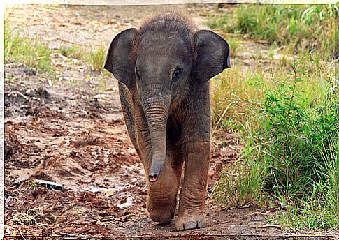 A woman saves a baby elephant and adopts it into her home