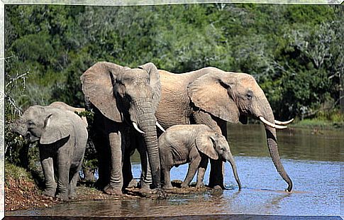 elephants