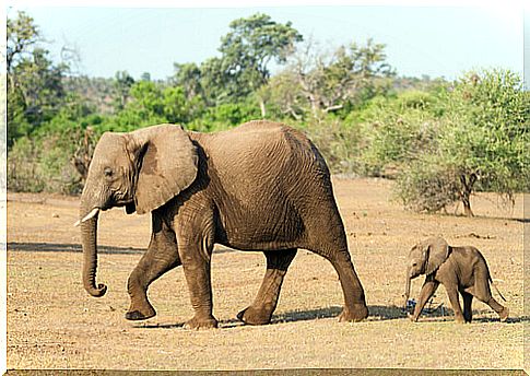 elephant and cub