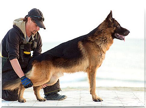 Abandoned Dog Therapy for Inmates