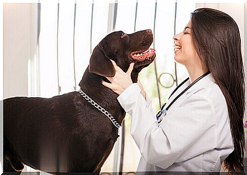 Large dog with veterinarian