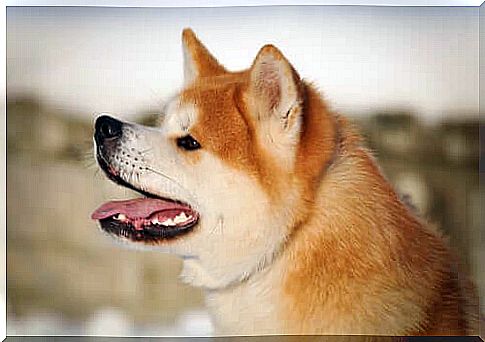 Akita Inu: 6 curiosities of this race