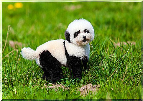 All about panda dogs