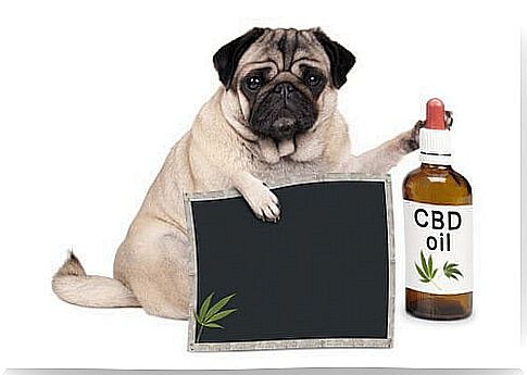 Alternative Medicine for Pets