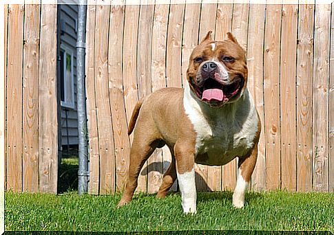 American bully: appearance and personality