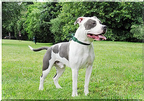 american bully