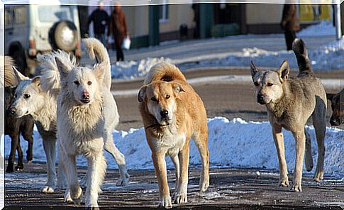 dogs in the street