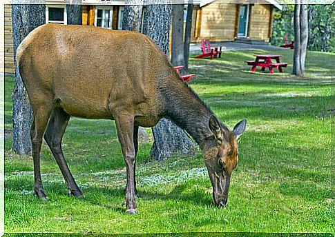 animal on a lawn