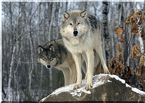 gray wolf